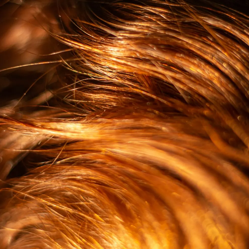 Backlit copper-toned hair in close-up, catching the light